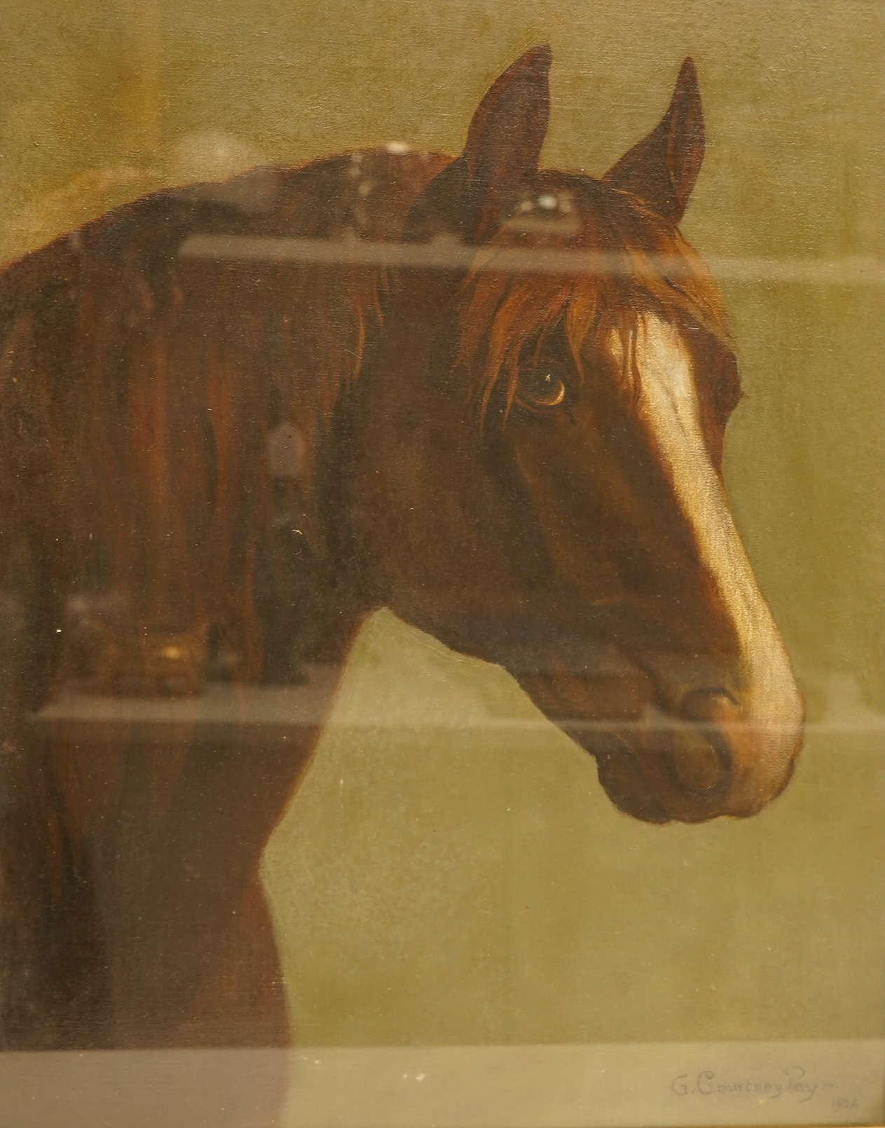G Courtney-Pays (20th. C), Study of a horse's head, signed and dated 1924, oil on canvas, 49 x 39cm